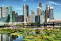 Flores de Lotus e Horizonte de Singapore