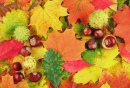 Folhas de Outono e Grãos