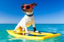 Cão Surfista