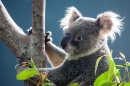 Koala Bonito