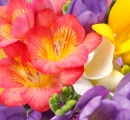Flores Freesia