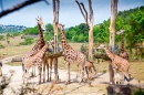 Hora de Alimentar as Girafas