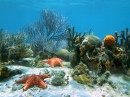 Fundo do Mar com Coral e Estrela do Mar