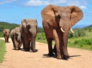 Manada de Elefantes Africanos Caminhando