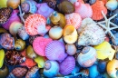 Conchas do Mar Coloridas