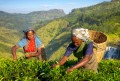 Selecionadores de Chá em Plantage, Sri Lanka