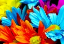 Flores Coloridas