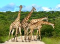 Superlotação de Girafas