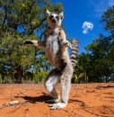 Lemur Anel-Atado, Madagascar
