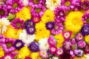 Carpete de Flores