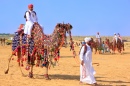 Equitação de Camelo em Jaisalmer, Índia