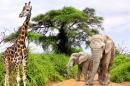 Girafa e Elefantes na África do Sul