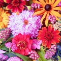 Flores de Verão Coloridas