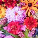 Flores de Verão Coloridas