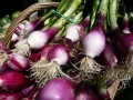 Cebolas para Salada