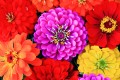 Flores de Zinnia