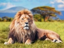 Grande Leão na Grama da Savana