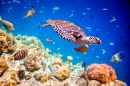 Tartaruga do Mar em Maldives