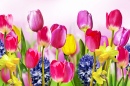 Tulipas, Daffodils e Hyacinths