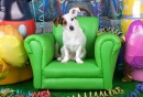 Terrier Jack Russell
