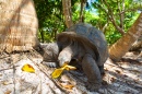 Tartaruga Gigante de Seychelles