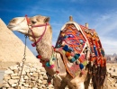 Camelo no Egito