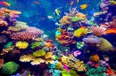 Recifes de Coral e Peixes Tropicais
