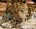 Leopardo-de-Amur