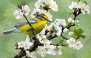 Pássaro Amarelo e Flores de Cerejeira