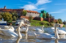 Cisnes perto do Castelo Wawel, Polônia