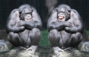 Os Chimpanzés se Divertindo