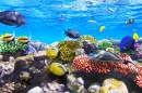 Corais e Peixes, Mar Vermelho, Egipto