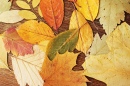 Folhas de Outono