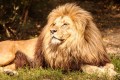 O Rei Leão
