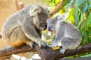 Koalas nas Árvores
