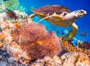 Tartaruga de Hawksbill Sobre o Recife de Coral