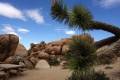 Parque Nacional de Joshua Tree