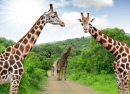 Girafas no Parque Kruger, África do Sul