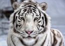 Cara a Cara com Tigre de Bengala Branco