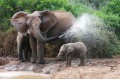 Mãe e Bebê Elefante Africano