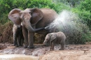 Mãe e Bebê Elefante Africano