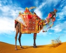 Camelo Colorido