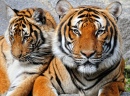 Retrato de Tigre