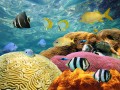 Os Corais Coloridos e Peixes Tropicais