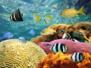 Os Corais Coloridos e Peixes Tropicais