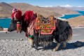 Yak em Lhasa, Tibet