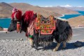 Yak em Lhasa, Tibet