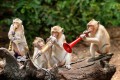 Macacos na Tailândia