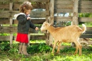 Menina Alimentando uma Cabra