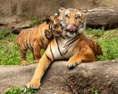 Mãe e Bebê Tigre